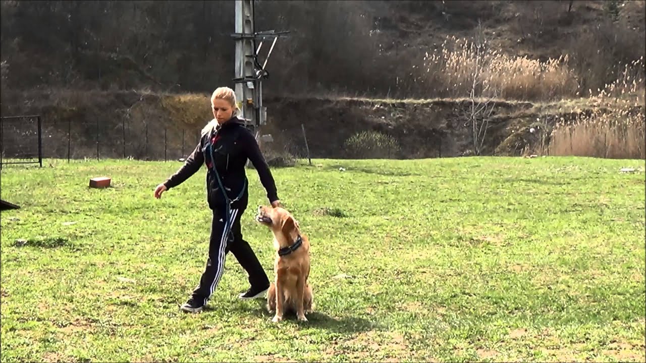 Best Dog Kutyaközpont #6, Alapfokú engedelmességi vizsga feladatai