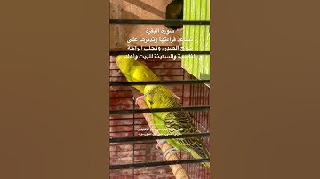 #سورة_البقرة #قرآن #العفاسي #السعودية #العراق #اكسبلور #طيور #البادجي #albaqarah #quran #birds #usa