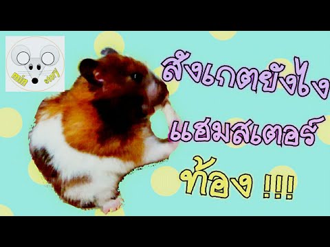 การเลี้ยงแฮมสเตอร์: จะสังเกตยังไง แฮมสเตอร์ท้องแล้ว !!! hamster / พี่มีน min story