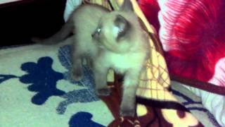дурная рука кошке покоя не даёт:) дурная рука кошке покоя не даёт:)