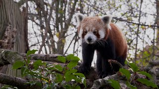 Red Panda | Weird Animal Searches | BBC Studios