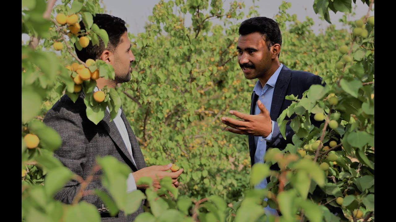 مشمش مصري مٌذهل ومزرعة عملاقة.. إزاي تعمل مشروع زراعة المشمش وتكسب منه؟