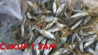umpan jitu bubu payung  || cukup 1 jam panen udang panen wader pake umpan kelapa vs pur ikan