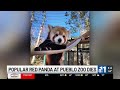 Watch popular red panda at pueblo zoo dies