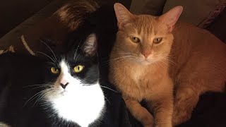 Vlog 13- Felines in FarleyWood - My Movie Star Cats