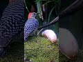 Banana Brings Red-crowned Woodpeckers To The Platform In Panama!