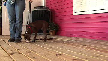 How do I redirect my dogs bad behavior?