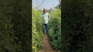 Nasratpur is a small Village/hamlet in Sandesh Block in Bhojpur
