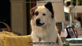 Dog with a Blog - Stan's 'I'm just kidding, I'm a regular talking dog' jokes Compilation