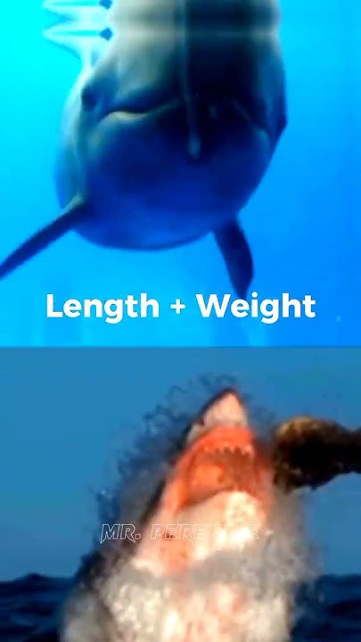 False killer whale VS Great white shark #shorts #whoisstrongest - YouTube