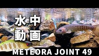 【渓流ルアー】水中ヒットシーン見て釣果UP！！貴重映像尺イワナが食った瞬間！！！