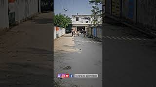 Gama Mein Baithe Chhore Duniya Halare Se New Video Ox King 