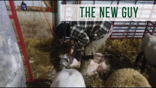 The New Guy Shears Our Sheep: Modern Sheep Shearing vlog #20