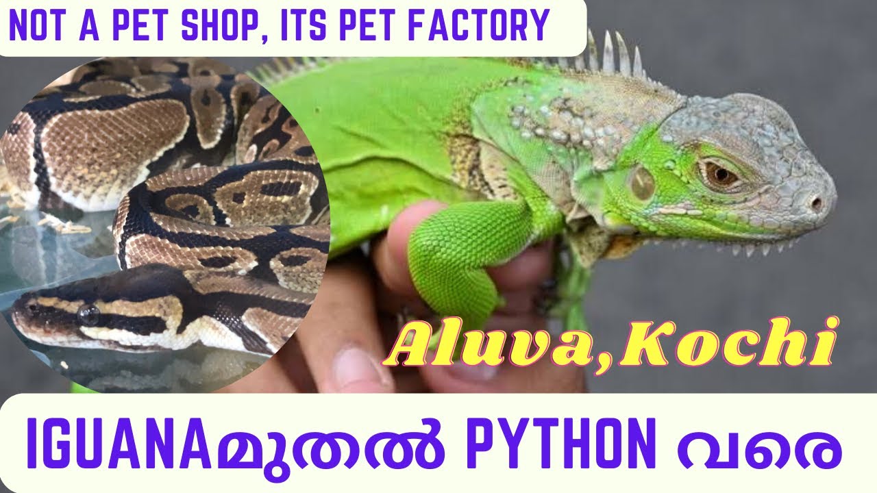 ഇവിടെ കിട്ടാത്ത pets ഉണ്ടാകില്ല PETS FACTORY ALUVA YouTube