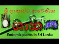 Endemic Plants in Sri Lanka  |    ශ්‍රී ලංකාවට ආවේණික ශාක