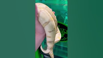 Banana Pastel Ball Python