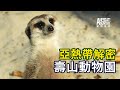 動物星天頻道《亞熱帶解密：壽山動物園》搶先看 [4K] ｜臺灣黑熊、狐獴、犀牛、波爾羊、駝鳥、斑馬、人類