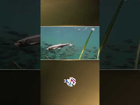 وثائقي  في هذا النهر الشفاف تعيش الأسماك دون أي ستر يحجبها عن الأعين