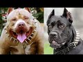 Los 10 Perros MÁS PELIGROSOS DEL MUNDO 💀 ➡ (Lista Negra Internacional)