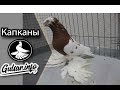 🐦 ГОЛУБИ КАПКАНЫ / КРАСНО ГРУДЫЕ ДВУХЧУБЫЕ ГОЛУБИ / PIGEONS  TAUBE  #Gulsarinfo