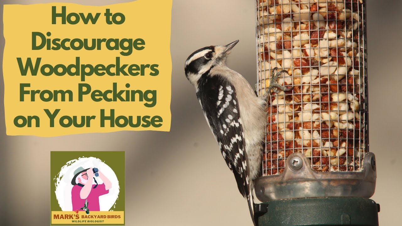 Discouraging Woodpeckers From Pecking On Your House YouTube discouraging-woodpeckers-from-pecking-on-your-house-youtube