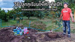 วิธีปลูกทุเรียนให้โตไวติดปีก "สวนพลอยสุวรรณพันธุ์ไม้" จ.ปราจีนบุรี