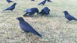 I don't understand everything crows do..  yet