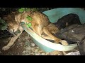 Rescue Old Dog Was Tired, Hungry & in a Terrible Condition In The Rain At Long Time