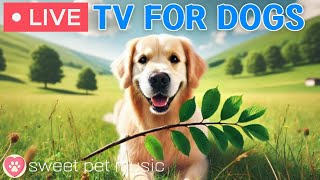 🔴24 Hours of Dog TV🎵🐶Calming Dog Music for Dog Sleep🐾🩷Soothing Music to Ease Dog Anxiety and Stress