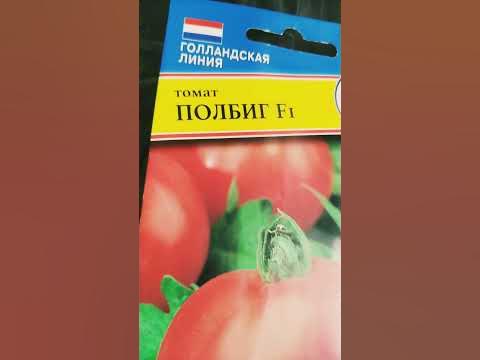 Вот это скорость! Голландская линия. Томат Полбиг F1. - YouTube