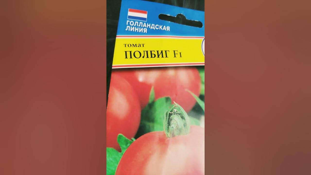 Вот это скорость! Голландская линия. Томат Полбиг F1. - YouTube