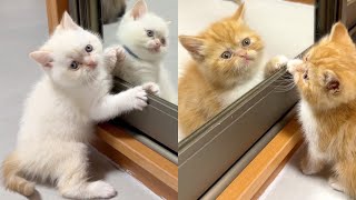 Cute and funny 😻 A kitten saw his reflection in the mirror by Funny Kittens Video 932 views 3 months ago 3 minutes, 2 seconds