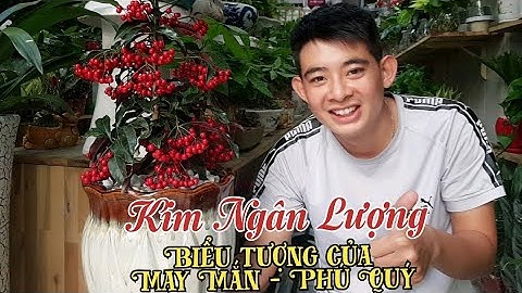 Giới thiệu cây Kim Ngân Lượng chưng Tết - cây biểu tượng của sự may mắn, phú quý tại Đài Loan