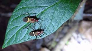 Percevejos (Hypselonotus interruptus)