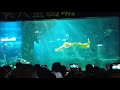 Русалки. шоу русалок. Mermaid show.