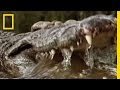 Zebras and Nile Crocodiles Interaction