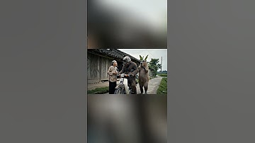 Capybara Và Bà Bigfoot và Bà Cappbara đi ăn gà rán KFC