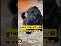 ตาบ้องแบ๊วของน้องผงถ่าน #animals #dog #greenscreen #smilesmile #youtubeshorts #pets #funny #love