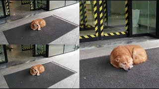 Aspetta per giorni il padrone davanti all& 39 ospedale Il cane che ha commosso l& 39 Italia