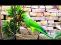 Beautiful And So Smart Green Ringneck Parrot Talking Sounds