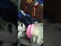 is Billi ke bacche ki man mar chuki hai