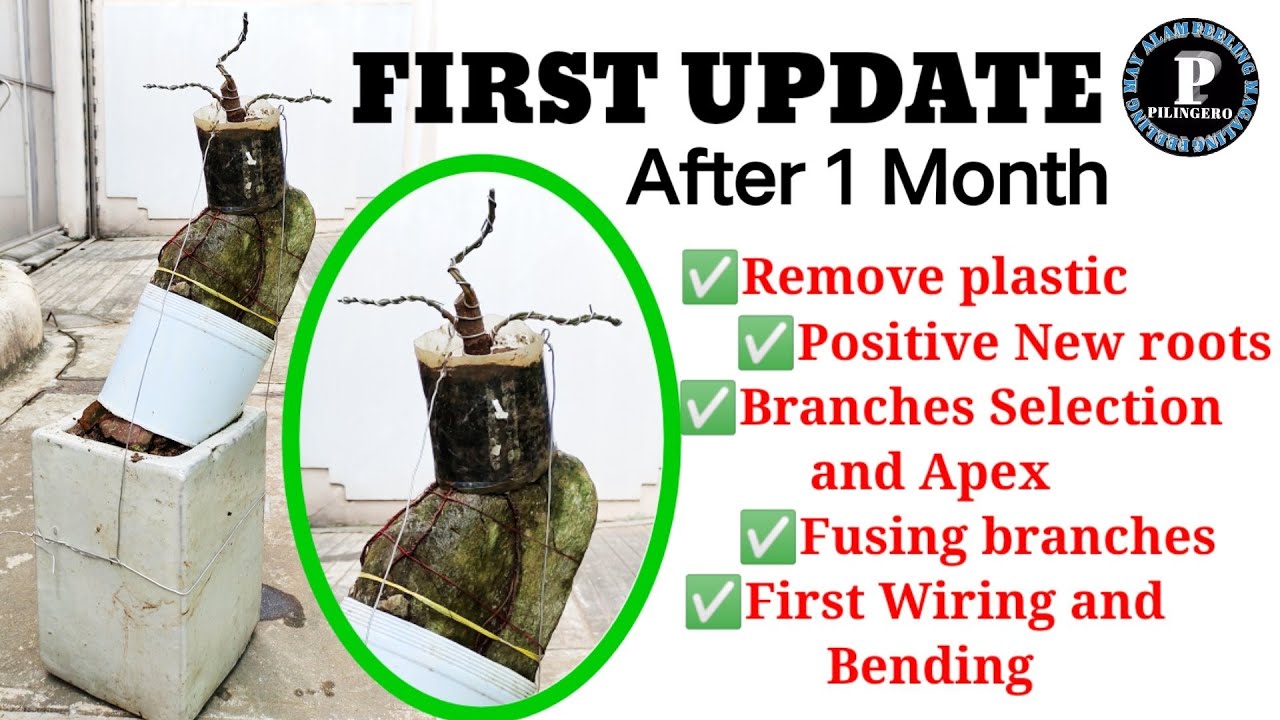 ROCK CLASPING BONSAI TUTORIAL RED BALETE MATERIAL FIRST UPDATE