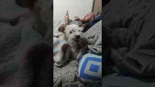 Dogs Take Over Bed While Resting Next to Owner