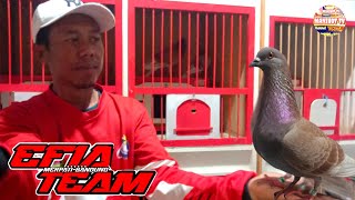 UPDATE Review Burung Merpati Balap Asal Bandung 