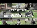 Cute Dogs Image Editing Reel 🐾 | Adorable Pet Edit | Aesthetic Dog Video