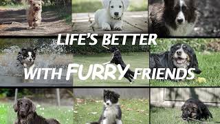 Cute Dogs Image Editing Reel 🐾 | Adorable Pet Edit | Aesthetic Dog Video screenshot 4