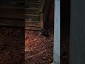 feral kittens wrestling