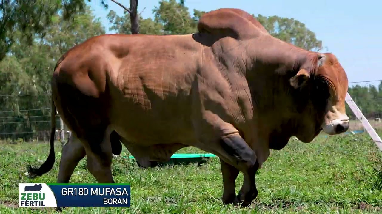 BORAN GR 180 MUFASA   ZEBU FERTIL