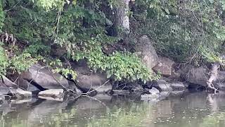 Piney Creek by VideosbyAllison 16 views 2 years ago 9 minutes, 49 seconds