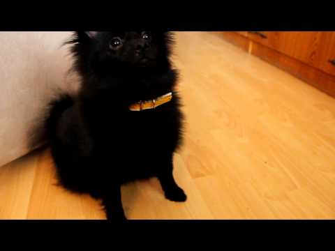 pomeranian doing tricks pomeranian and kleinspitz do tricks funnydog tv pomeranian doing tricks pomeranian and kleinspitz do tricks funnydog tv